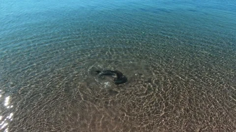 Seal swimming in the sea - Stock Footage 290867341