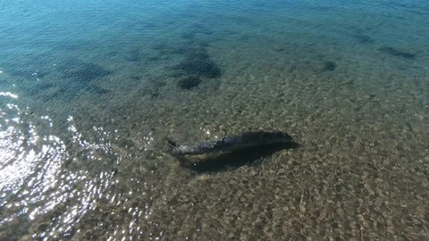 Seal swimming in the sea - Vidéo 290867484