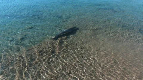 Seal swimming in the sea - Stock Footage 290868253