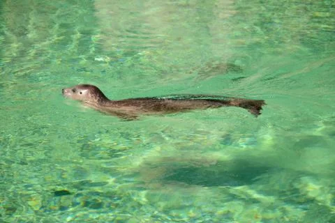 Seal swimming in the sea Stock Photos