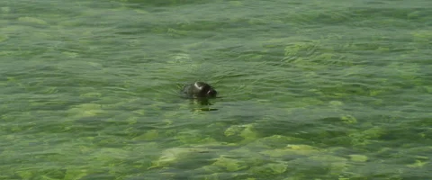 Seal swims to camera Stock Footage 168233728