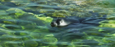 Seal Swims Stock Footage 168137957