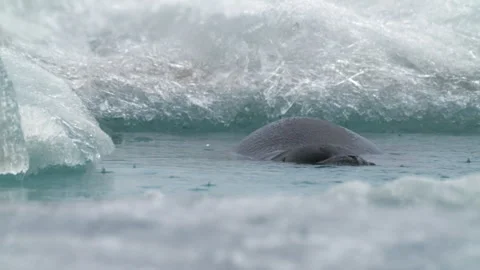 A seal swims gracefully through clear waters among ice floe Stock-Footage 308776100