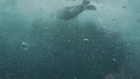 "A seal swims through the sea, actively searching for food to eat." Video stock 318016549