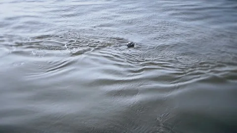 Seal swims on the waves Stock Footage 96033940