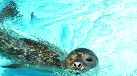 Seal Swims in a Zoo's Pool Stock-Footage 64763811
