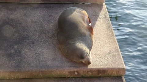 Seal on Sydney Opera House steps Video stock 201282750