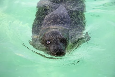 Seal texel Stock Photos