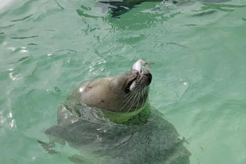 Seal texel Foto stock