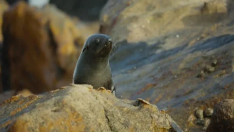 The seal on the top of the rock Video stock 318016671