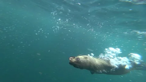 Seal try to bite with open mouth 스톡 동영상 155048743