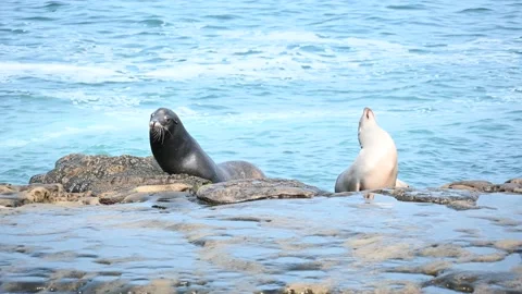 Seal very active paying on the rocks Stock Footage 144034458