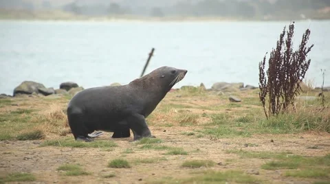 Seal walking Stock Footage 49183316