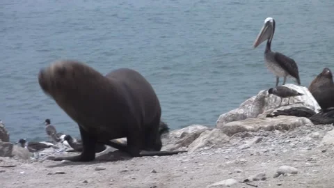The seal walks Stock Footage 157685094