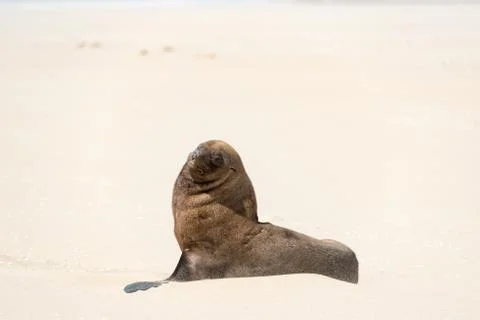 Seal in Walvis Bay, Namibia Stock Photos