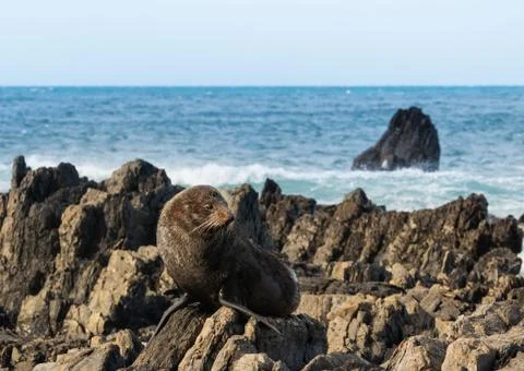 Seal Warming Up Stock Photos