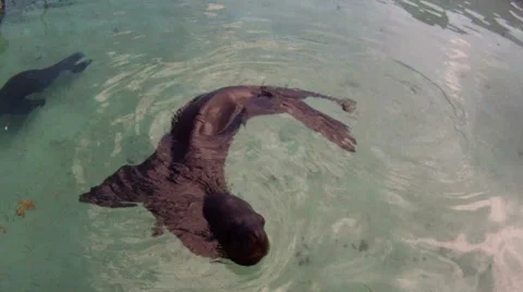 Seal in water Video stock 36584505