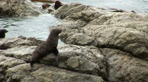 Seal water jump Stock Footage 659992