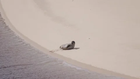 Seal wild animal highlands coast sea scotland sea beach Stock Footage