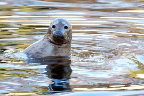 Seal in the wild Stock Photos