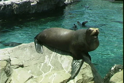 Seal-ws Видео 820234