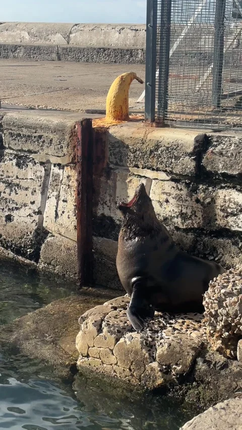 Seal yawning on a harbour wall Stock Footage 337539379