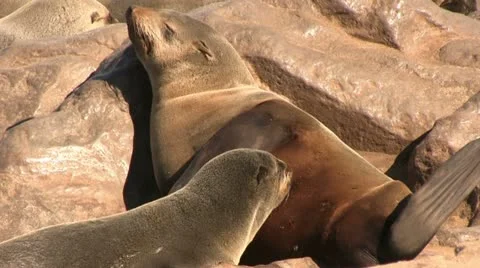 Seal young drinking from it's mom Stock Footage 12147587