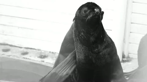 Seal at the zoo Video stock 10908294