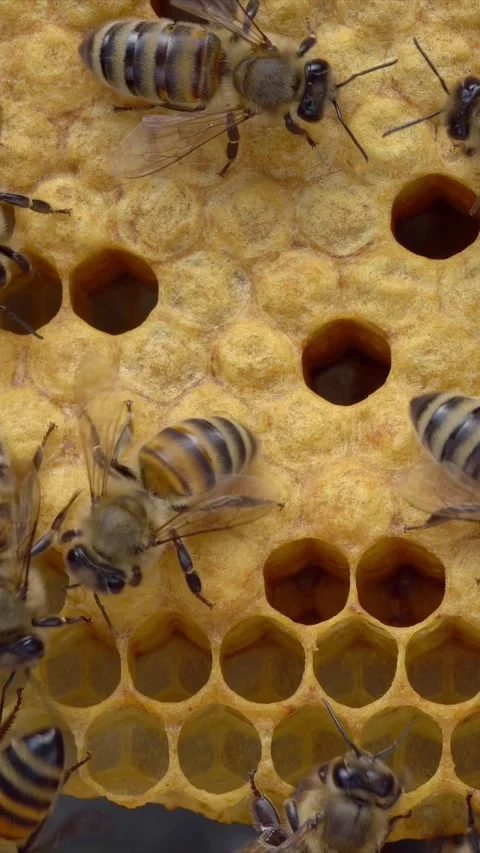 Sealed cells in a honeycomb. Beekeeping, capped cells Stock Footage 312780157