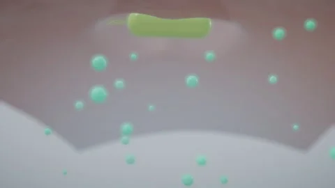 Sealed Phagosome Carries A Bacterium Down Into The Cytoplasm Stock Footage 344537336