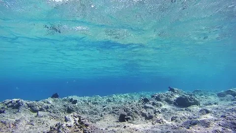 Sealife Background in the Red Sea, Egypt | Stock Video | Pond5