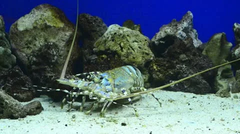 Sealife Stock Footage