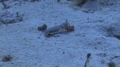 Sealife at work Видео 7134306