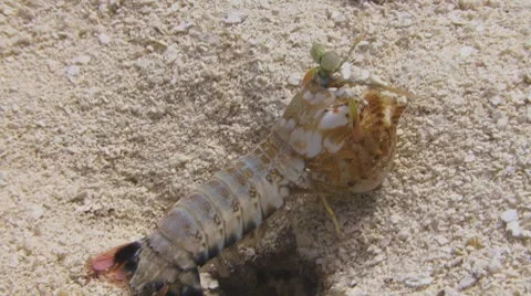 Sealife at work II Видео 7134231