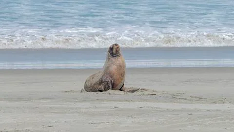 Sealion Allans Beach 스톡 사진