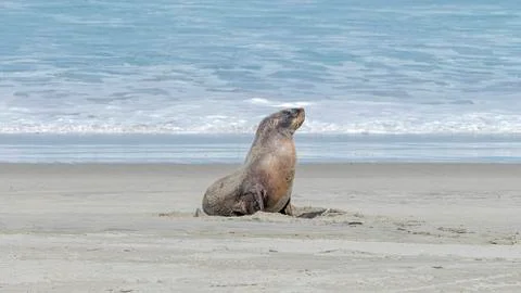 Sealion Allans Beach 스톡 사진