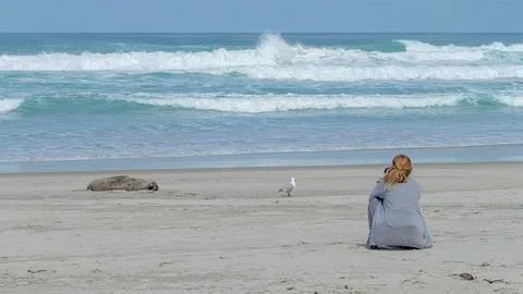 Sealion Allans Beach 스톡 사진