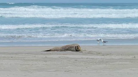 Sealion Allans Beach 스톡 사진