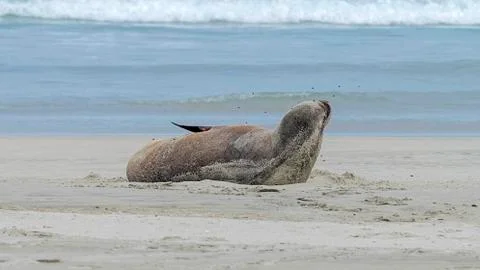 Sealion Allans Beach Foto stock