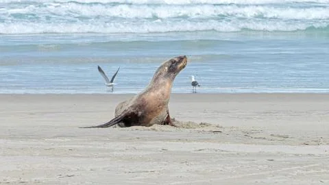 Sealion Allans Beach 스톡 사진