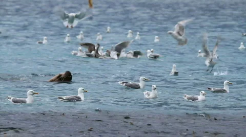Sealion approach salmon P HD 7473 Stock Footage 851532