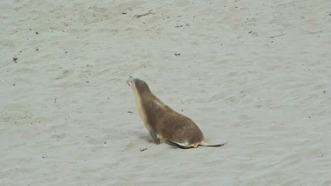 Sealion on Australian beach 動画素材 90497163