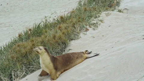 Sealion on Australian beach 動画素材 90497166