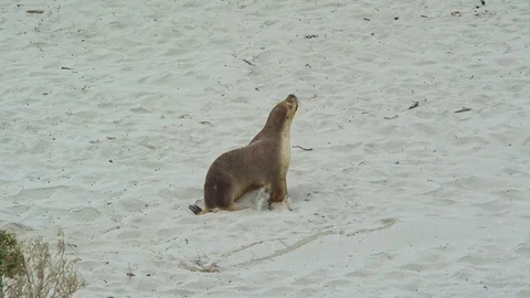Sealion on Australian beach Stock Footage 90497174