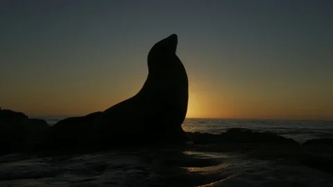 A Sealion basks in the last of the setting sun Stock-Footage 129714442