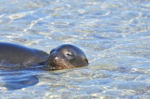 Sealion on the beach Stock Photos