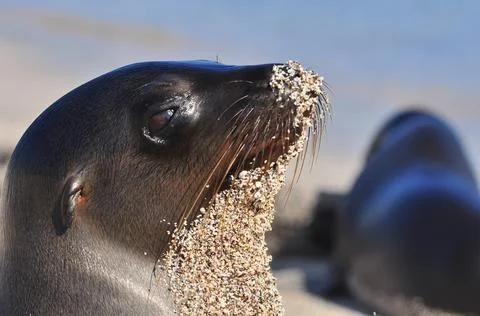 Sealion on the beach Stock Photos