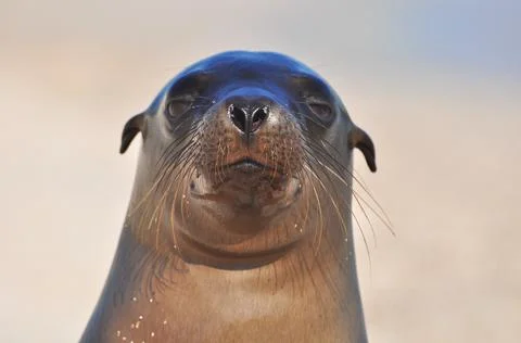 Sealion on the beach Stock Photos