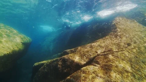 Sealion Colony - Playful Sealions underwater Stock Footage 81771553