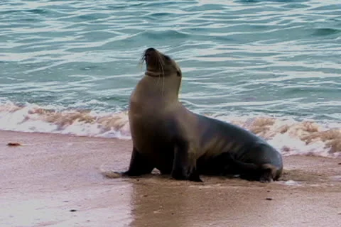 Sealion coming in from ocean Stock Footage 26417717